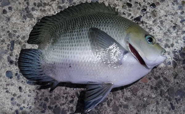 サカナの外傷は人間より50倍早く治る? ヒトの治療への応用にも期待