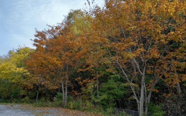 Q.登山にスパッツは必要ですか？A.あると登山が快適になります「おとうさんのよも山ばなし」