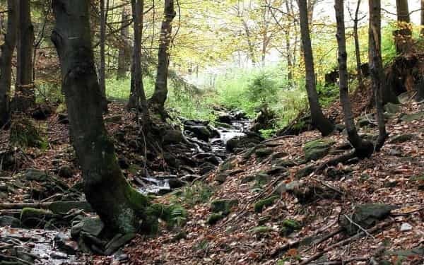 腫れや痛みが治まらない！山で虫にさされた時の対処法