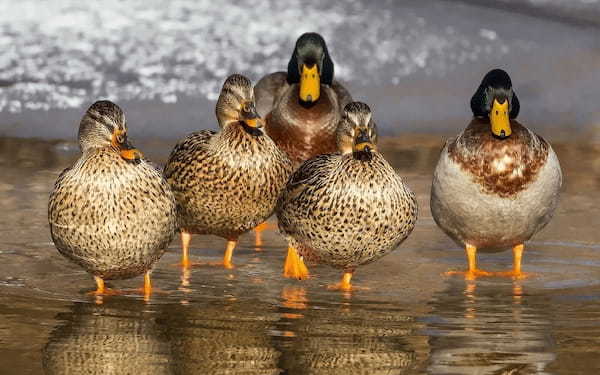 「立つ鳥跡を濁さず」とはどんな意味？どんな鳥の様子から生まれた言葉？その対義語は？