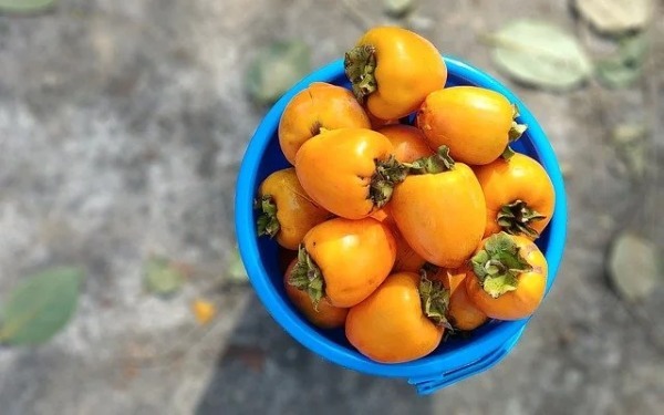 健康維持に役立つ、柿の栄養価&効果効能を紹介！むくみ予防に効く成分もたっぷり！