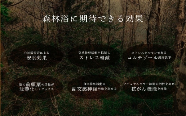 ＜日本初＞世界遺産「高野山」の伝説の６つの木「高野六木」を飲むソーダ。飲む森林浴で森を食用化。