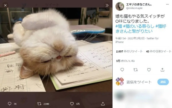 漢字問題集の上でゴロン　完全にやる気スイッチオフな猫さん