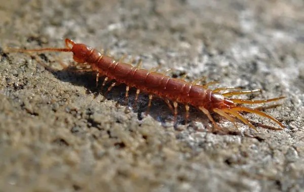 春〜夏キャンプは虫刺されに要注意！注意したい虫の種類や対処法を徹底ガイド！