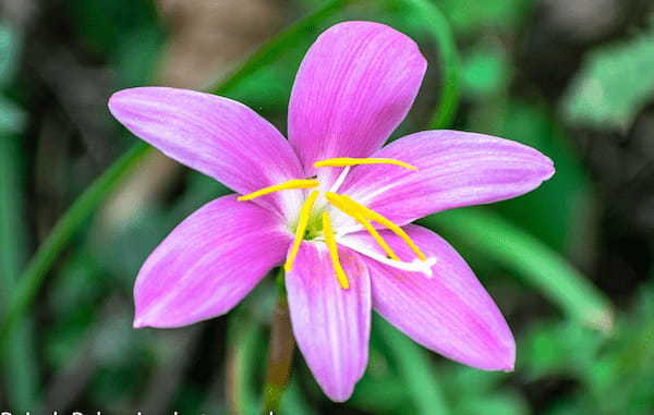 ゼフィランサスとはいつ咲く花?その花言葉は?