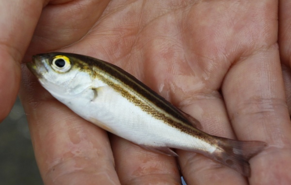 塩焼きが美味しい魚「イサギ」とは？旬の時期や食べ方、釣り方までご紹介！