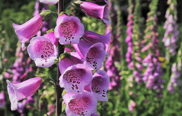 【ジギタリス】すずらんのように連なって咲くこの花の花言葉は?実は毒にも薬にもなる花だった!!