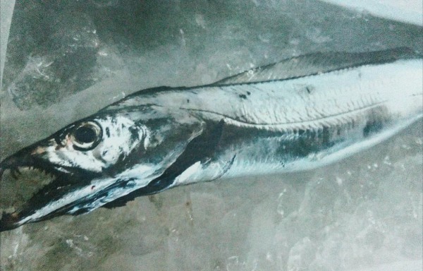 【初心者向け】太刀魚釣りの攻略ガイド！餌の仕掛けから釣り方のコツまで徹底解説！