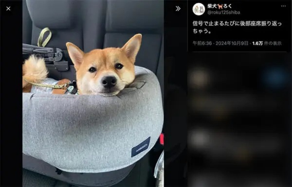 飼い主を「ウ〇チ拾いが趣味の人」だと誤解している柴犬　ドン引きの表情で「また拾ってるんですか？」