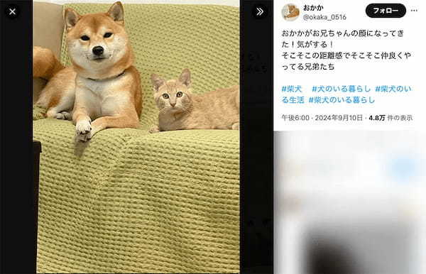 身動きが取れない犬に反撃する猫　壮絶に見えて実は”仲良しプロレス”中