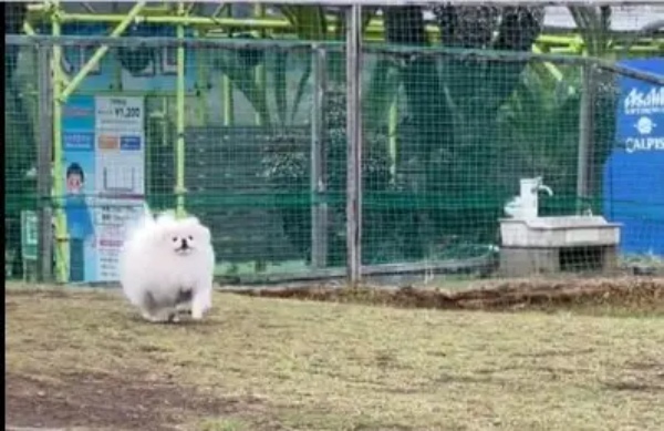 ドッグランで迷子になるワンコ　不安そうに飼い主を探す姿がまるで人間の子ども