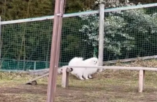 ドッグランで迷子になるワンコ　不安そうに飼い主を探す姿がまるで人間の子ども