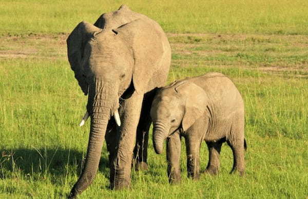 世界最大の生物はゾウでもシロナガスクジラでもなかった!では何が世界一なのか?