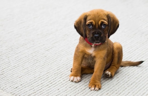 【愛犬家キャンパー必見】寝るときにおすすめの方法や防寒アイテム、注意点をご紹介!