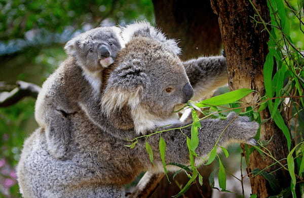 【読めたらスゴイ！】「子守熊」とは一体何のこと！？オーストラリアに生息する動物園の人気者ですが・・・この漢字を読めますか？