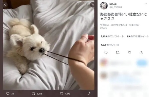 離すなよ！絶対離すなよ！ワンコが引っ張るヘアゴムに怯える飼い主