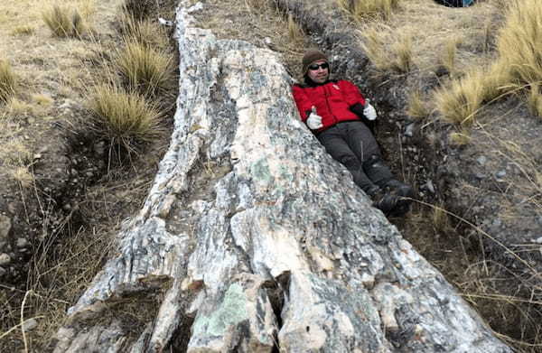 ペルーで発見された1000万年前の「巨木の化石」から、既存の古代気候モデルの予想と異なる証拠が見つかる！