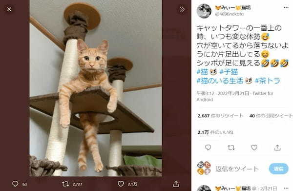 両足をクロス？思わず二度見してしまう猫ちゃんの面白ポーズ