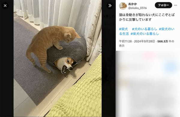 身動きが取れない犬に反撃する猫　壮絶に見えて実は”仲良しプロレス”中