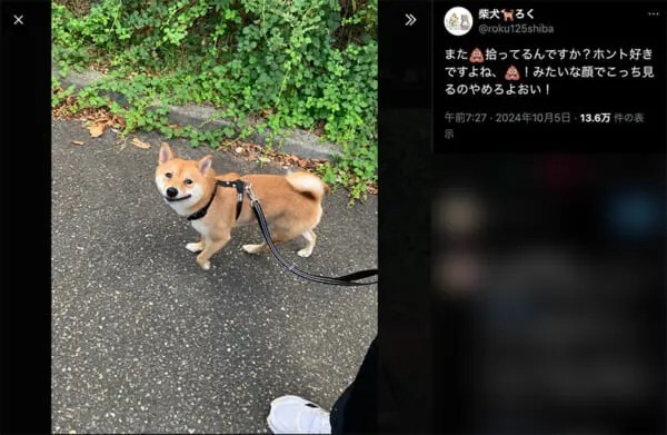 飼い主を「ウ〇チ拾いが趣味の人」だと誤解している柴犬　ドン引きの表情で「また拾ってるんですか？」