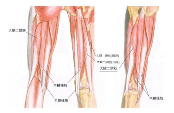 スクワットダイエットは毎日やるの？やり方・効果を事例を元に徹底解説！