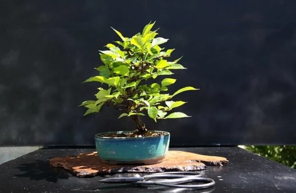 絶対枯れない、欅(ケヤキ)のミニ盆栽の作り方講座!植え替え方法や用土の作り方も!