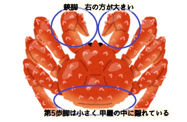 タラバガニは、カニではなくヤドカリの仲間！？カニとの明確な相違点は？