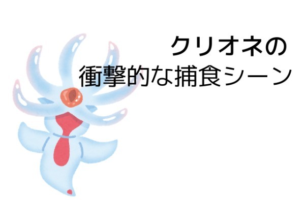 クリオネの食事が悪魔的ってホント？流氷の天使には驚きの事実があった！