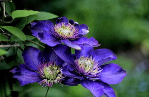 クレマチス(テッセン)の花言葉は?日本では「鉄仙」と呼ばれるつる植物