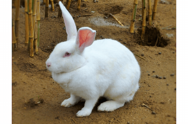 ウサギの目といったら赤い？いいえ、それはアルビノ種のシロウサギの特徴だったんです！