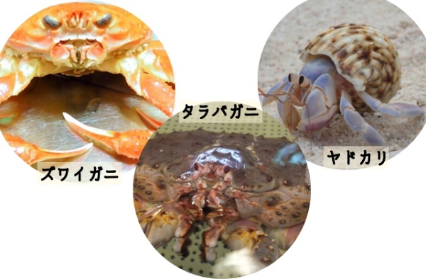タラバガニは、カニではなくヤドカリの仲間！？カニとの明確な相違点は？