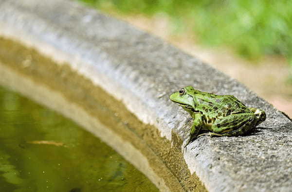 「蛇に睨まれた蛙」とはどんな意味？どのような状況で使われる言葉なの？