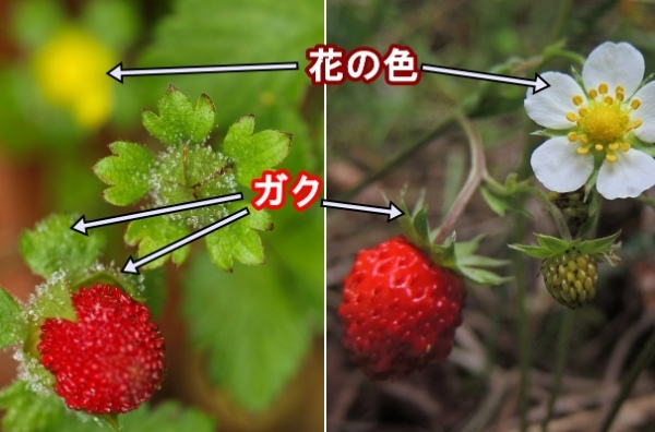 「ヘビイチゴ」はドクイチゴとも呼ばれるけど本当に毒はあるの?食べたら危険?