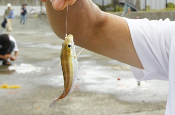 塩焼きが美味しい魚「イサギ」とは？旬の時期や食べ方、釣り方までご紹介！