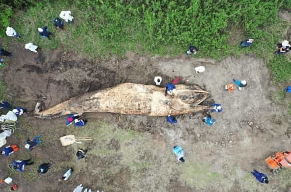 【衝撃】クジラの胃から見つかる大量のプラごみ。海獣学者が危惧する生態系破壊