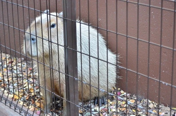 カピバラはペットとして飼育できる？飼い方や購入方法、寿命についてもまとめて解説！