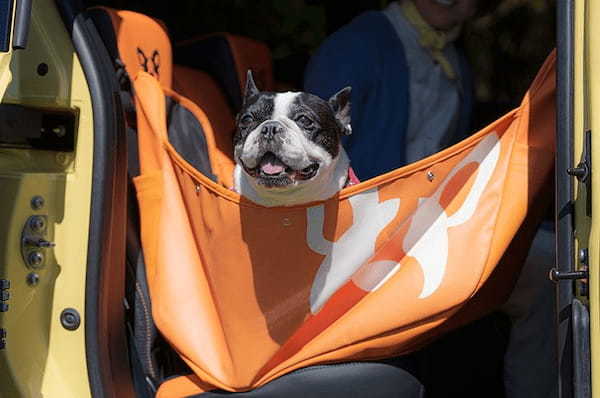 ルノー・カングー専用“FRENCH BULLDOG LIFE”コラボのペット用アクセサリーが期間限定で販売!