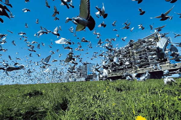 公園のハトのスゴい能力とは？知っているようで知らないハトの秘密