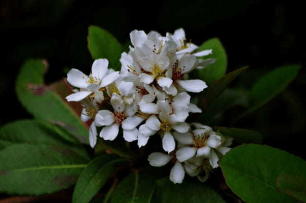 シャリンバイとはどんな花？その実はどんな風に使われるの？花言葉はなに？