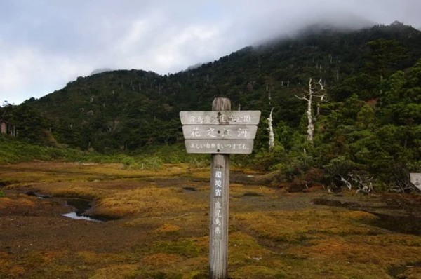 【初めてでも安心】屋久島のトレッキングガイド！準備物やおすすめのコースをご紹介！