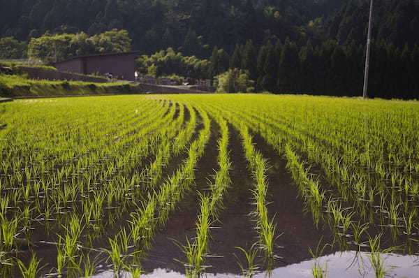 「八朔」とはなんのこと?どのような行事?果物の「ハッサク」のことではないの??