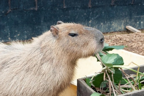 カピバラはペットとして飼育できる？飼い方や購入方法、寿命についてもまとめて解説！