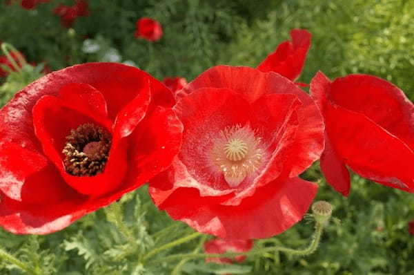 春に咲く「ポピー」の花言葉はなに？別名には中国の英雄・項羽にまつわる物語も