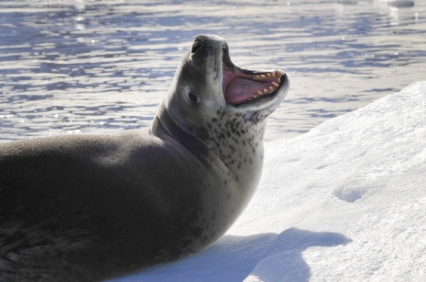 南極海最強!「ヒョウアザラシ」はアザラシだけど・・、強くて怖い!!