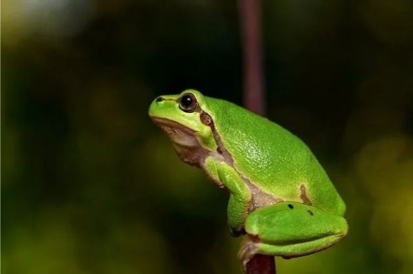 カエルはペットにおすすめ！飼いやすい人気の種類と初心者でも簡単な飼育方法を解説！