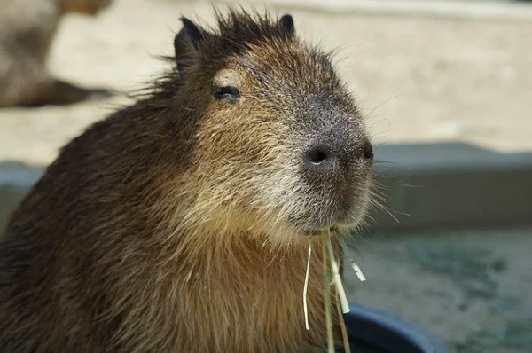 カピバラはペットとして飼育できる？飼い方や購入方法、寿命についてもまとめて解説！