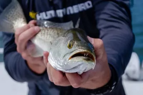 荒川でシーバスを釣るならここ！おすすめのポイントや釣り方のコツも解説！