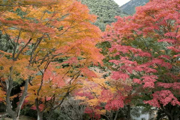 静岡・伊東市にある「一碧湖＆丸山公園」の紅葉は12月上旬が見ごろに