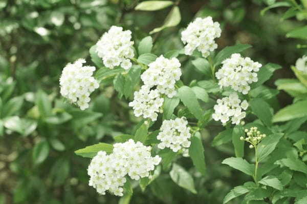 江戸時代から庭木として愛されるコデマリの花言葉は、姿かたちから取られたものだった