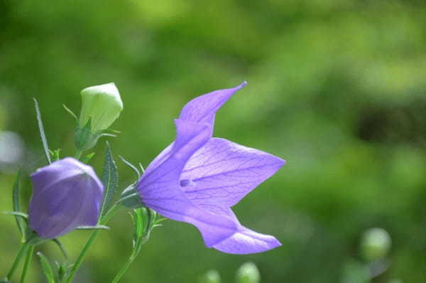 「秋の七草」にはどんな名前の植物がある?その覚え方は?